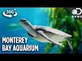 The Incredible Tech Inside California's Most Famous Aquarium (360 Video)