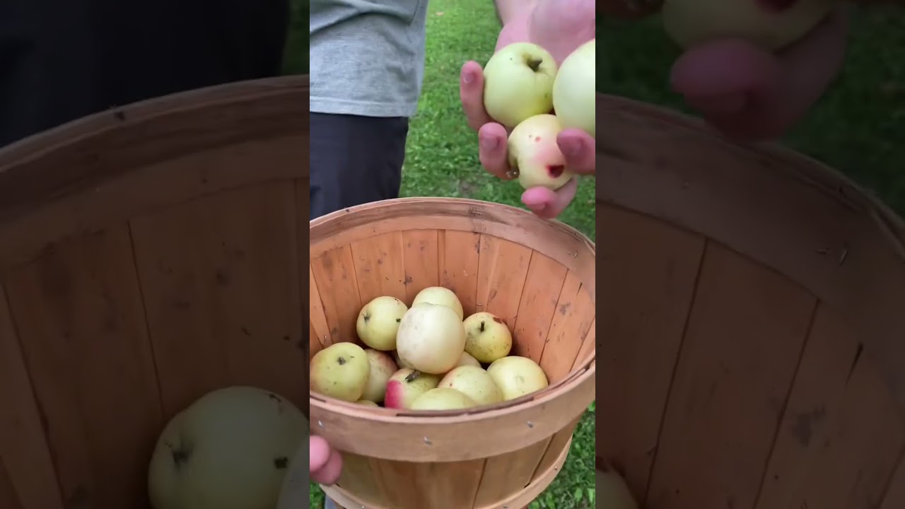 Dealing with the Abundance: flour corn, wild apples, potatoes and more! 