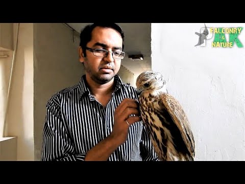 Βίντεο: Ποιος είναι ο Saker Falcon