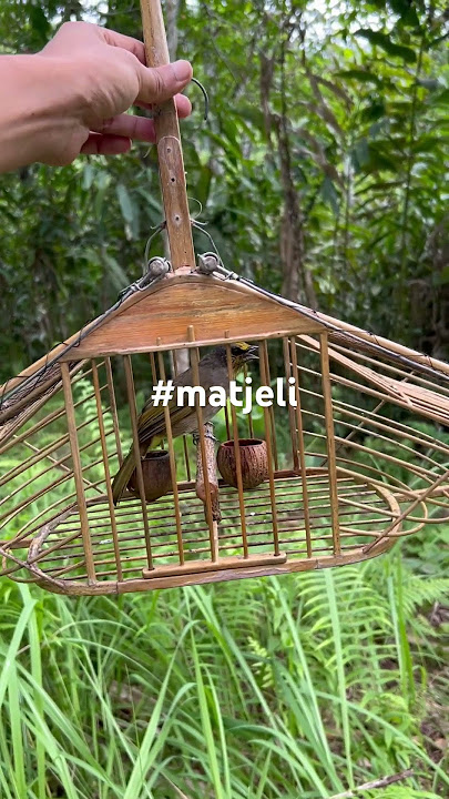 merbah lekir denak power #matjeli