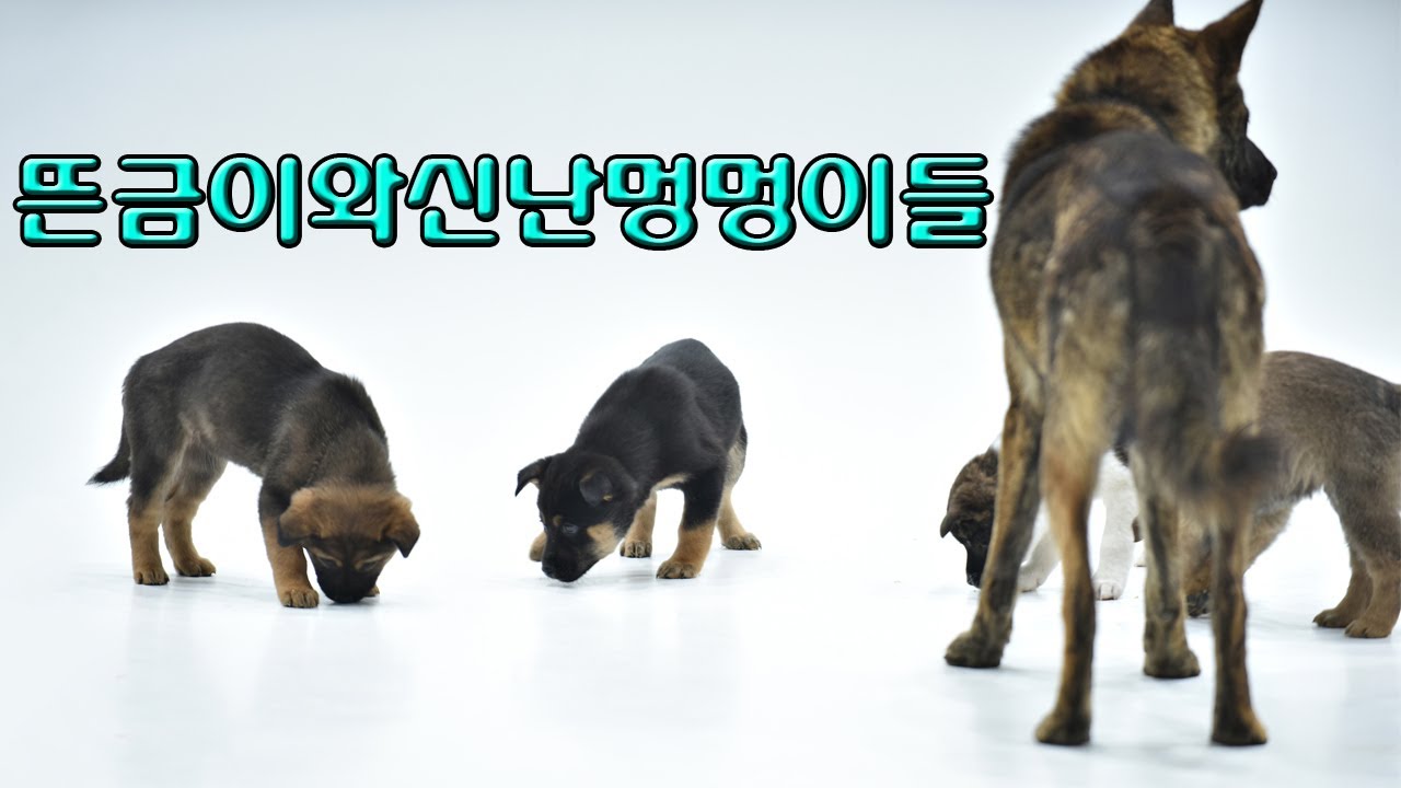 뜬금이와신난멍멍이들