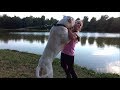 FALKOR - Mandragula Kennel Dogo Argentino