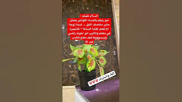 الدب راضي اكسبلور ذواقه علم النفس اقنباسات معلومات 