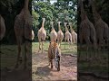 জঙ্গলে কে যে কাকে তারা করে 😲😲🦒 #Shorts"  #viral #wildlife #reels #animals #viralvideo
