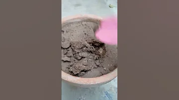 Grow Alternanthera From Cutting Shorts 