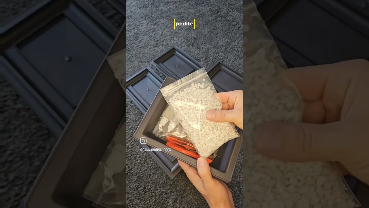 Cannabonsai Starter Kits available on my at cannabonsai.org Use discount code "bonsai" for 20% off