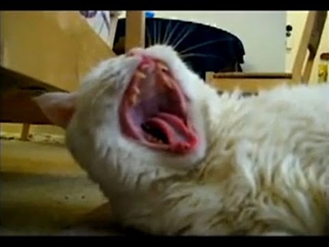 Cats Meowing and Talking Compilation Video