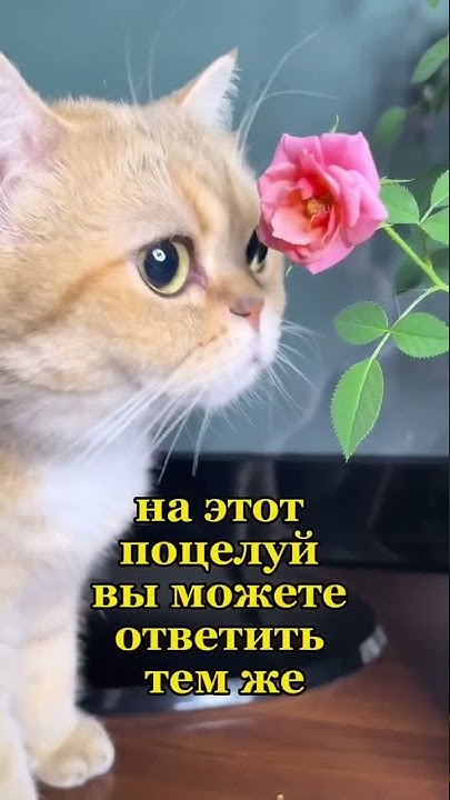 Кошачий поцелуй💋 - YouTube