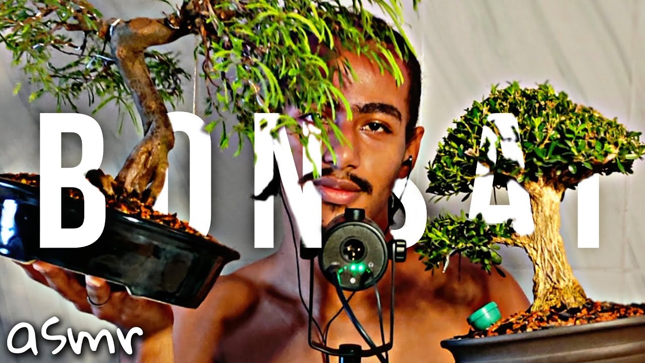ASMR AS DIFICULDADE DO BONSAI NA FAVELA 🇧🇷 