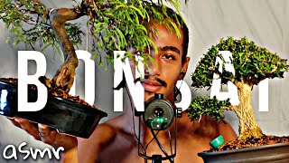 ASMR AS DIFICULDADE DO BONSAI NA FAVELA 🇧🇷 #asmr #satisfying #bonsai