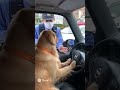 犬がドライバーとして警察に怒られてる泣いてる図2 #犬のいる暮らし #犬のいる生活 #pets #dog