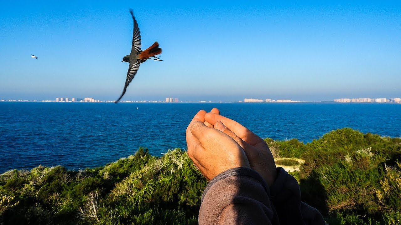 Campaña Postnupcial de Anillamiento Científico de Aves en Isla Grosa 2019 por ANSE