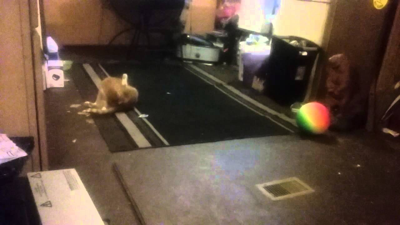 Funky cat автомобиль