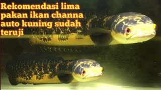 Rekomendasi Lima Pakan Ikan Channa, Auto Kuning Sudah Teruji