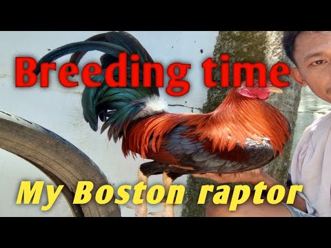 Gilmore hatxh and Boston raptor pair.. - YouTube