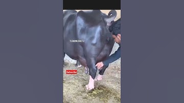 nili ravi bhains cute buffalo nili ravi buffalo in punjab #youtubevideo