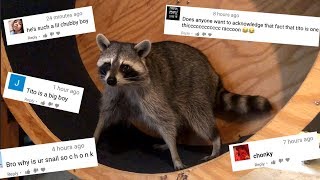 The Internet Fat Shamed my Pet Raccoon