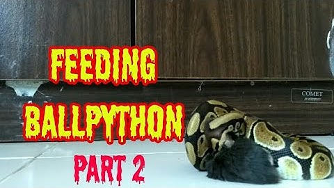 FEEDING BALLPYTHON | Part 2
