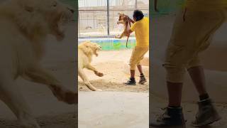 #jimcorbettwildlifeandnatureview #lion #tigerspotted #animals #bigcat
