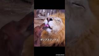 ライオンの舌を狙うダックスフントの最期 #ライオン #動物