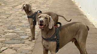 Tengo 2 perros y uno cree que es el jefe 🐶🫢