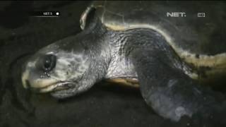 PENYU BERTELUR DI PANTAI BOOM