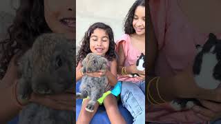 Os coelhos #youtubeshorts #viralvideo #shortvideo #shorts...