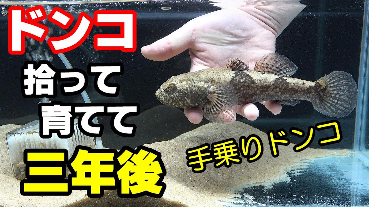 巨大ドンコ水槽 飼育３年目 慣れるとこうなる Youtube