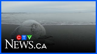 Ocean experts concerned as warm water 'blob' returns to the North Pacific