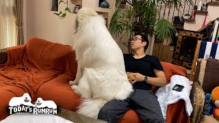 息子（格下）に座り込みで抗議をしたアランです　Great Pyrenees　グレートピレニーズ