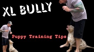 Xl Bully puppy training made easy #xlbully #xlbullies