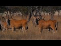 Zeekoevalley Livingstone Eland HD 1080p