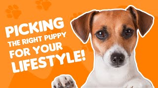 Picking the Right Puppy for Your Lifestyle: Fur-Ever Friends