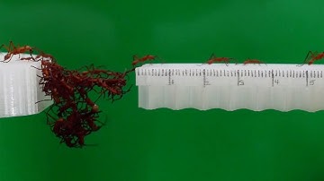 Incredible Ants Build Bridges