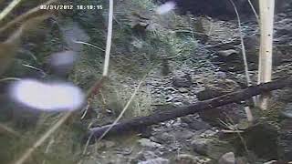 Moapa Dace Spawning