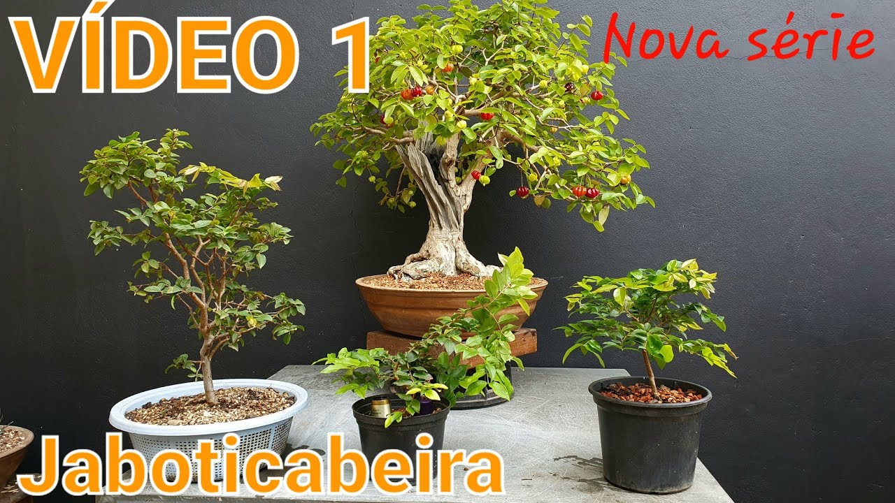 Como fazer bonsai com muda de Jaboticaba
