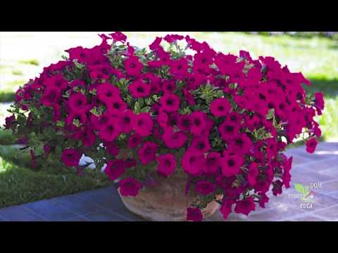 Video: Petunije U Vrtu I Dvorištu (45 Fotografija): Dizajn Okomitih Cvjetnjaka Na Mjestu. Koliko Je Lijepo Saditi Cvijeće Na Selu? Varijante Kompozicija U Pejzažnom Dizajnu Petunija I Nev
