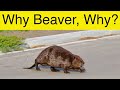Why did the beaver cross the road watch and find out