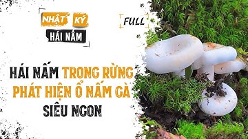 Nhật Ký Hái Nấm | Hái Nấm Trong Rừng, Phát Hiện Ổ Nấm Gà Siêu Ngon