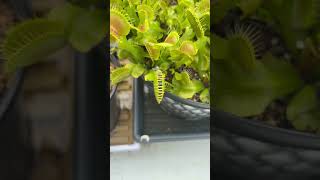 Venus flytrap feeding 71 #plants #ihavethisthingwithplants #carnivorousplants #garden #music