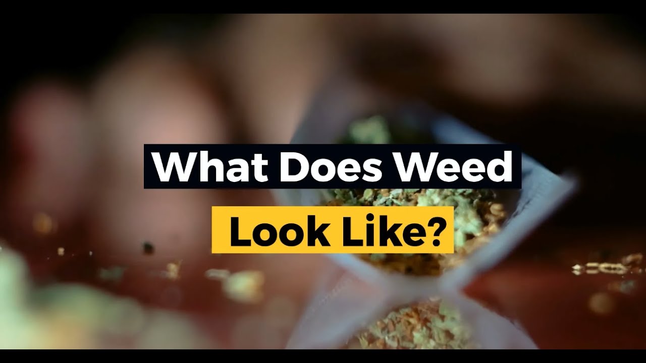 What Does Weed Look Like? Different Forms of Cannabis