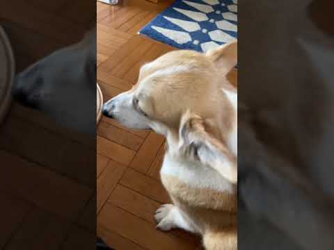 Rescue corgi gets her 2000th belly rub and STILL loves it