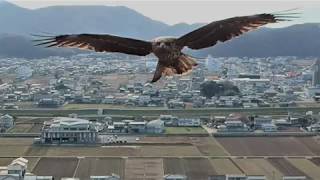 Hawk attacks drone