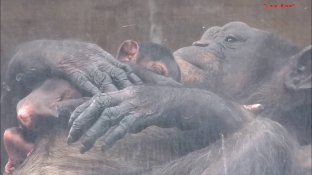 Chimpanzees Miracle & her baby Koutaro at Nogeyama Zoo
