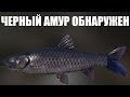 ЧЕРНЫЙ АМУР на СТАРОМ ОСТРОГЕ в РР4