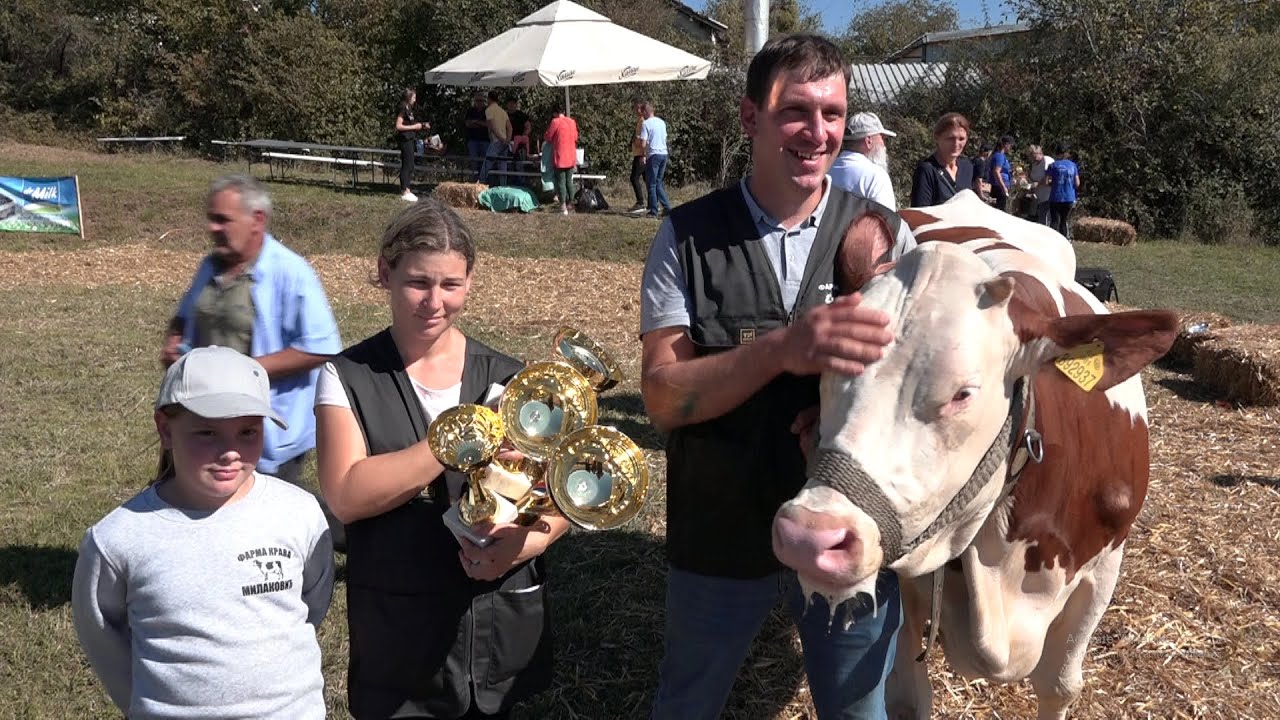 Oslonac Kolubare - 42. regionalna izložba priplodnih goveda simentalske rase u Lajkovcu