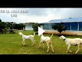 My Eid Qurbani - Pure White Breeds Eid ul Azha 2020
