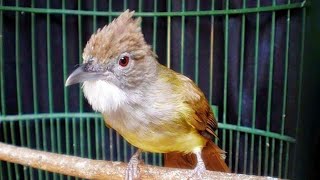 Cucak Jenggot Gacor Mbeset Ngepik | Cocok Buat Mastetan Burung Anda