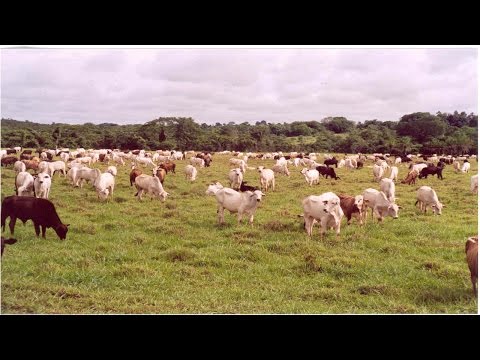 Vídeo: Por Que Comer Ovos De Bovinos é útil?