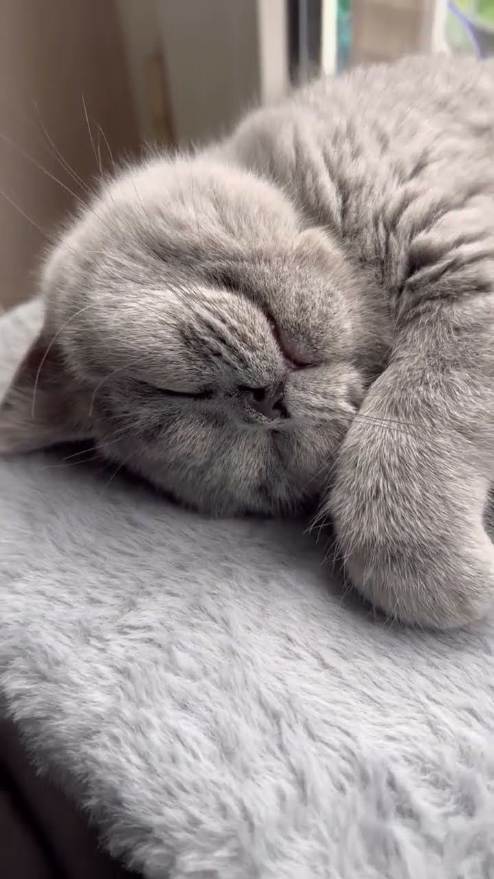 Bébé chaton oronge